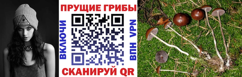 Галлюциногенные грибы Psilocybine cubensis Унеча
